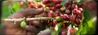 Green Organic Coffees 