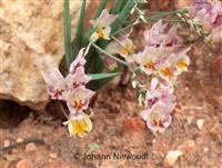 Organic South African Flowering Bulbs Garden 